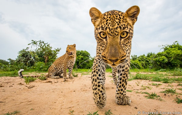 Copyright : © Will Burrard Lucas, tous droits réservés