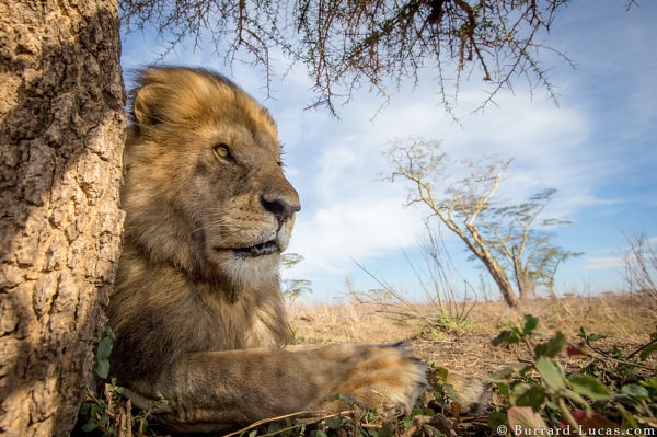 Copyright : © Will Burrard Lucas, tous droits réservés