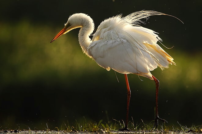 [Podcast #28] Marc Costermans, photographe d’oiseaux