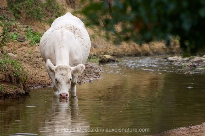 Les vaches peuvent traverser la rivière et même boire les 4 pattes dedans !
