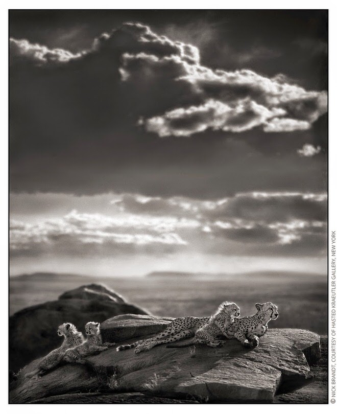 Cheetah & Cubs Lying on Rock BTP