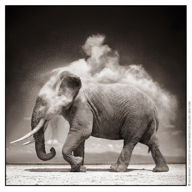 Elephant With Exploding Dust BTP