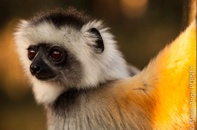 Le portrait animalier : en route pour Madagascar