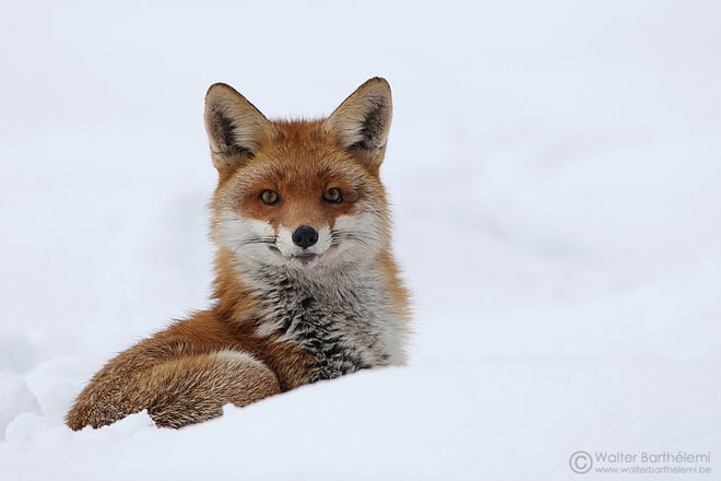 [Podcast #31] Bien comprendre les concours photos avec Walter Barthélemi