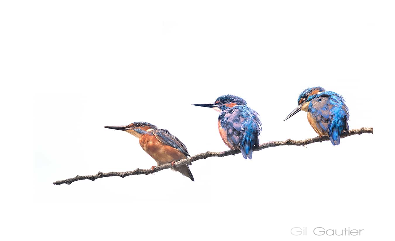 Photographier le martin pêcheur : le guide complet