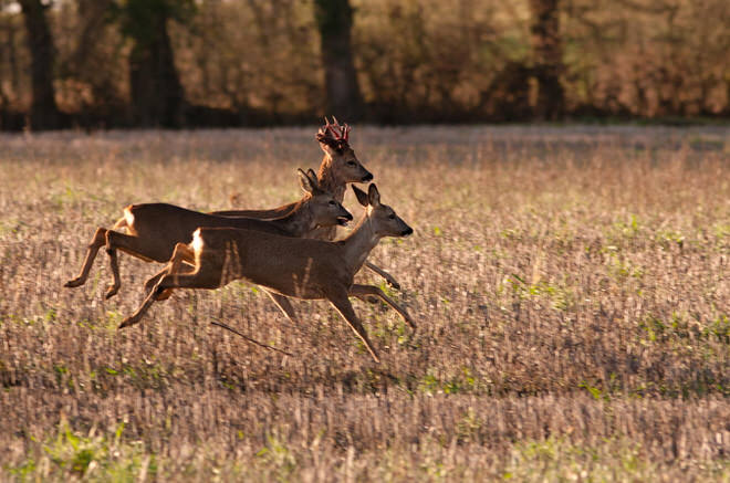 © Baptiste Guigue, sous licence CC BY-NC-N