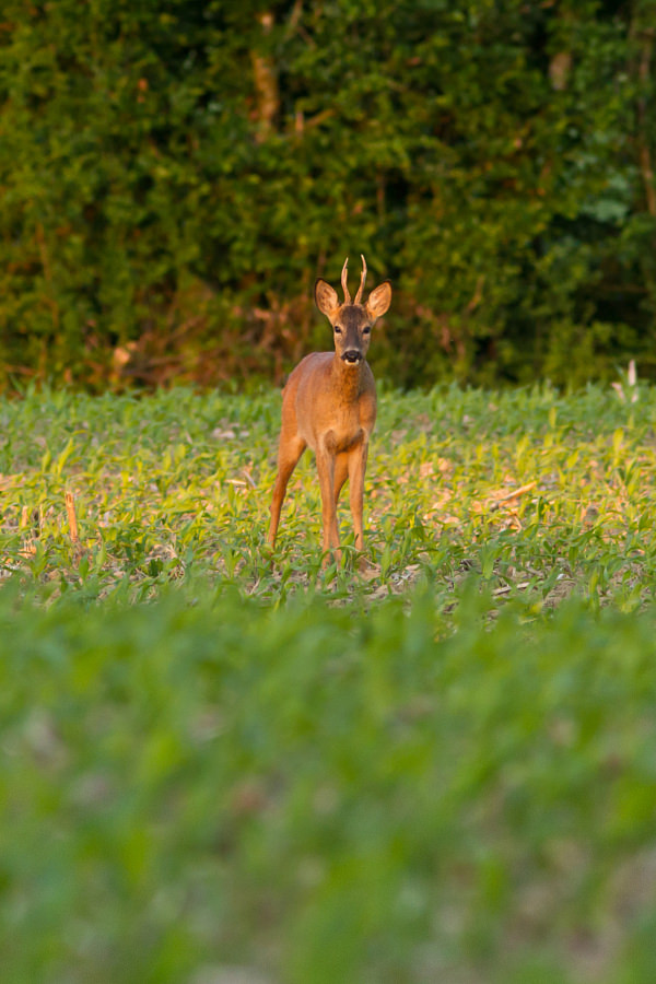 © Baptiste Guigue, sous licence CC BY-NC-ND