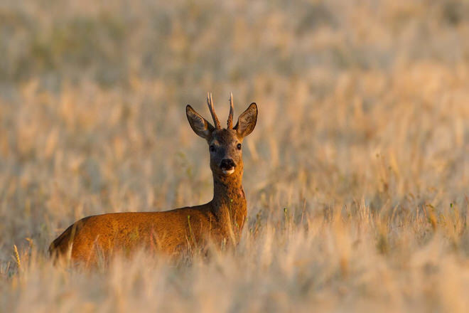 Photographier le chevreuil : le guide complet