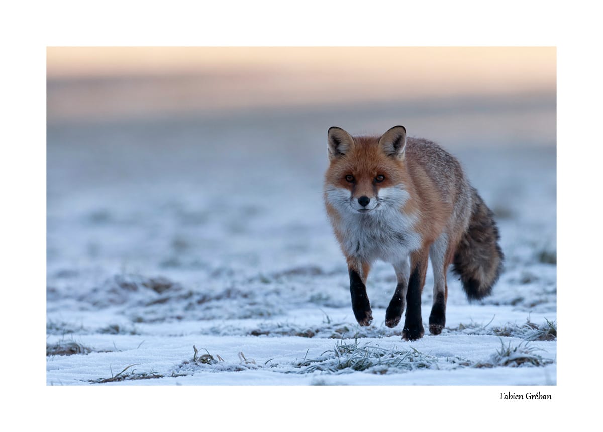 Photographier le renard : le guide complet