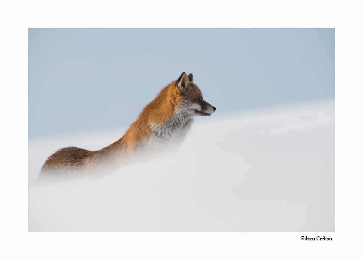 Renard roux en hiver dans le massif du jura