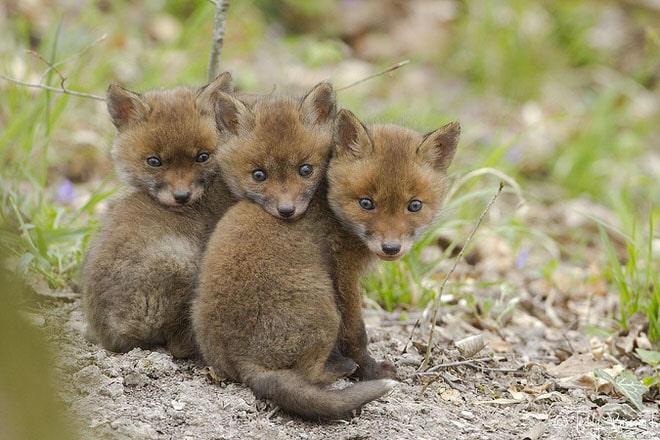 teddy_bracard_photographe_animalier