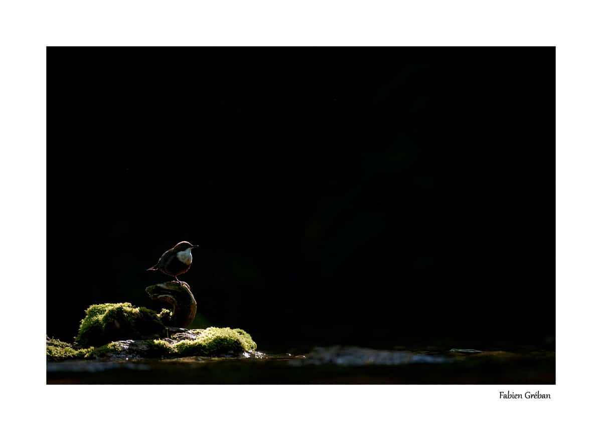 Fabien Gréban - photographe animalier