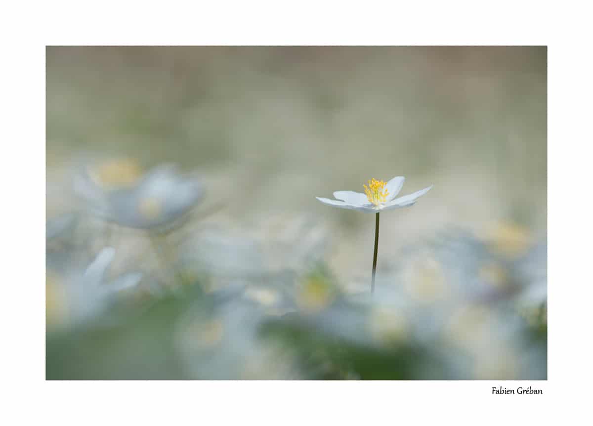 Tapis d'anémone sylvie en fleur (mois d'avril, massif du jura, 700m d'altitude)