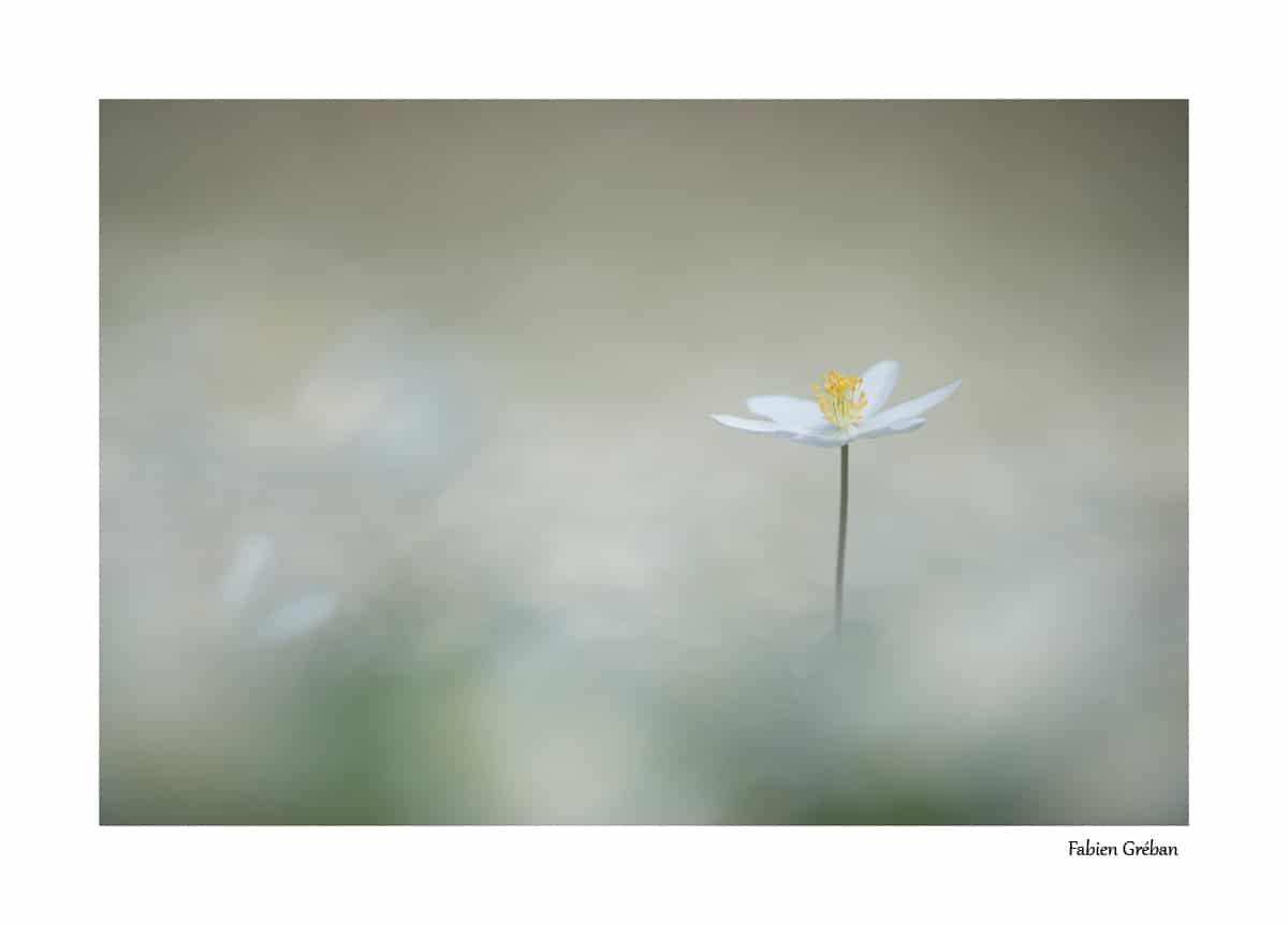 anémone sylvie en fleur (mois d'avril, massif du jura, 700m d'altitude)