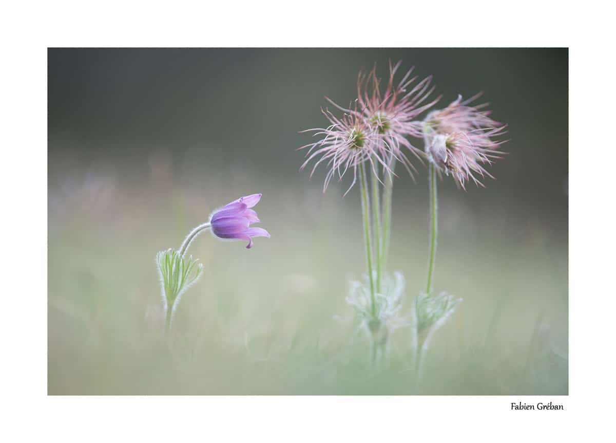 Anemone pulsatille en fleur et en graine.