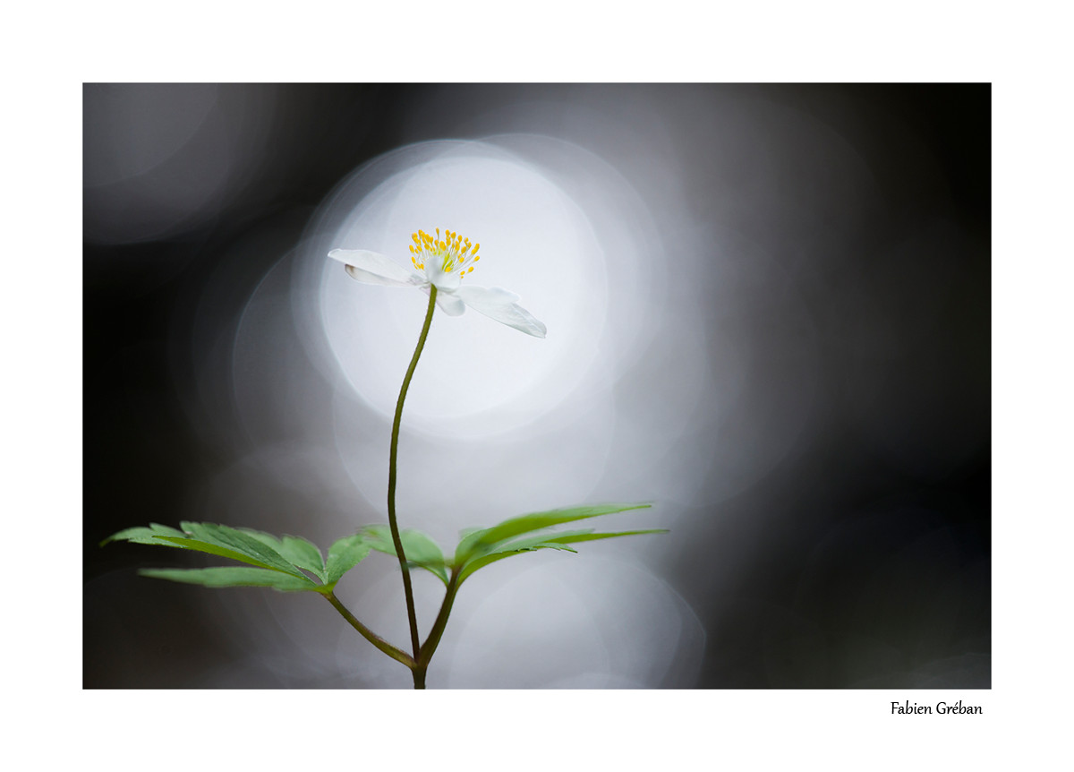 Photographier les fleurs pour mieux photographier les animaux