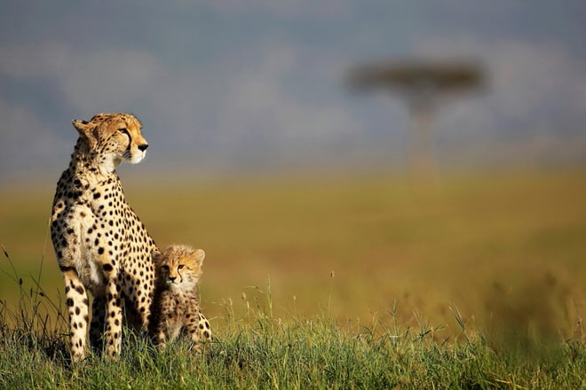 Safari photo : 10 conseils pour le réussir (et rencontrer le lion)