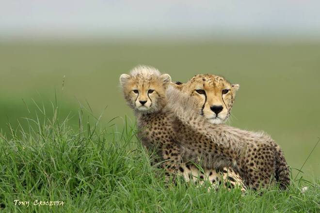 bebe leopard tony crocetta