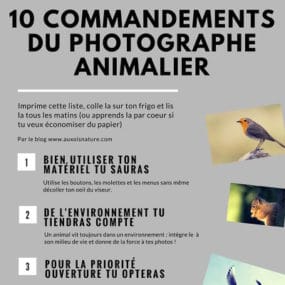 commandement_photogprahe_animalier