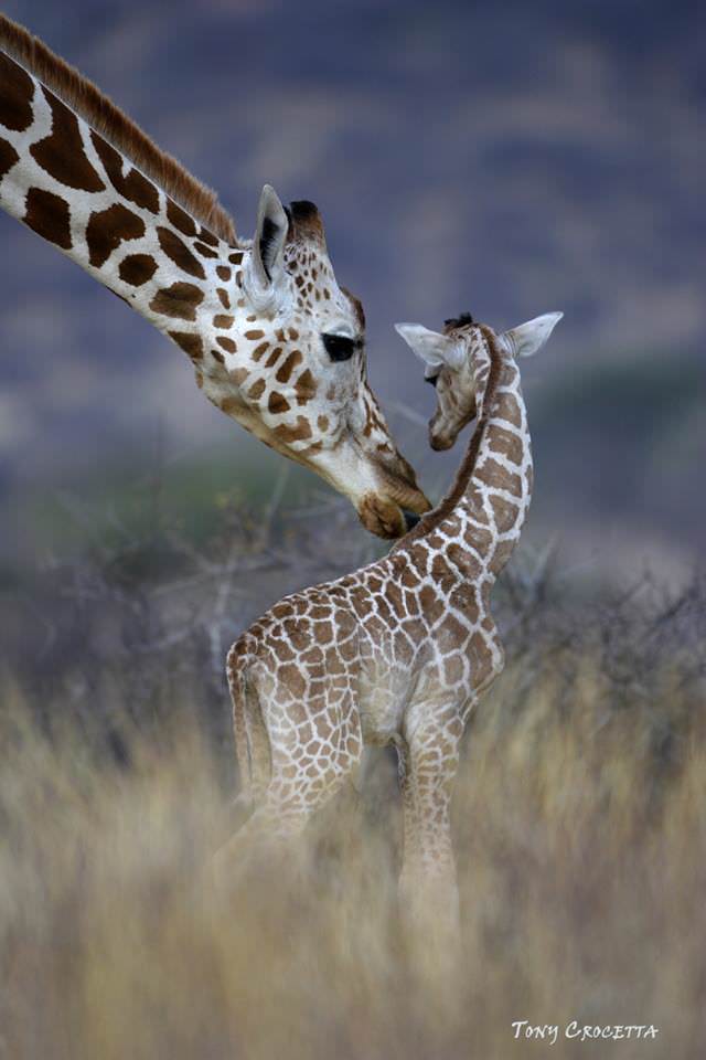 girafe tony crocetta