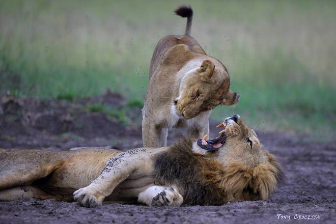 lion tony crocetta