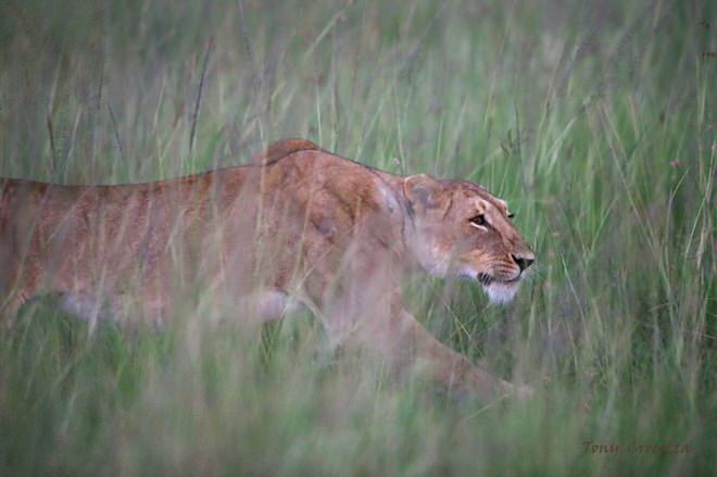 lionne tony crocetta