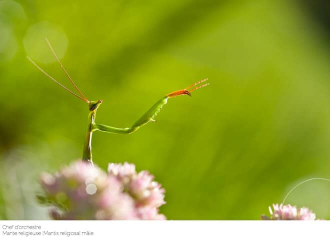 marc_pihet_photographier_les_araignees