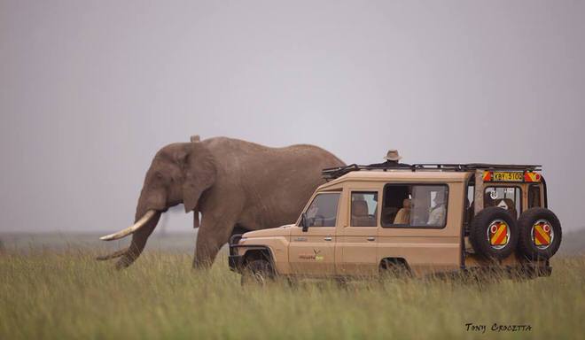 safari marie ange perney tony crocetta