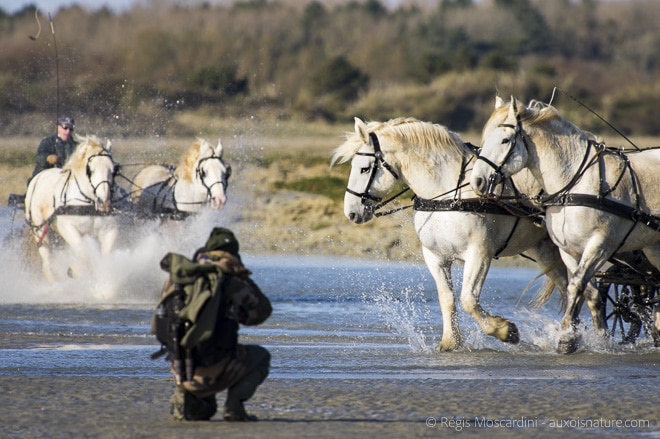 chevaux baie de somme