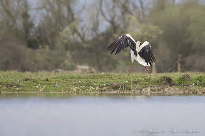 danse_cigogne