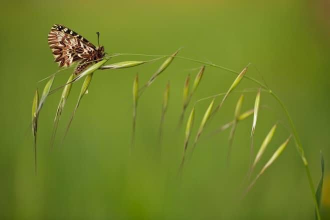 [Podcast #37] La macrophotographie avec Lorraine Bennery