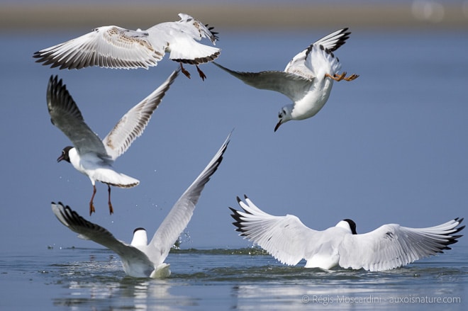 plongeon_mouette