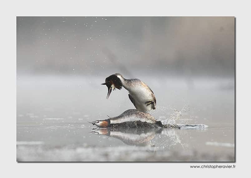 grebe-huppe-christophe-ravier1