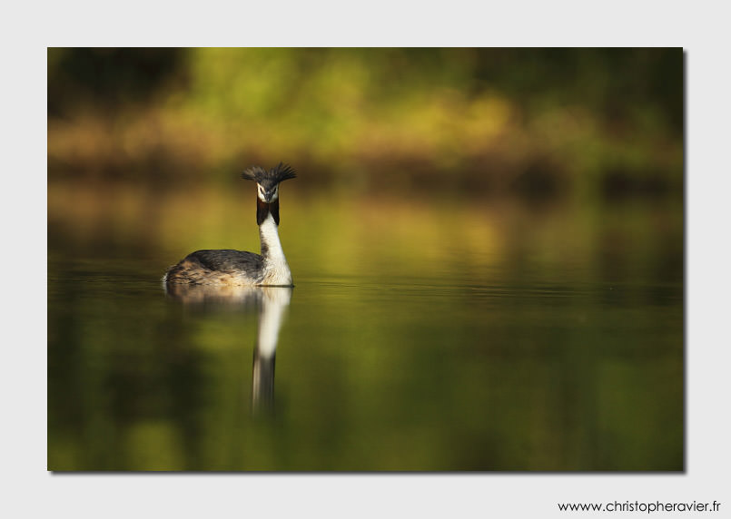 grebe-huppe-christophe-ravier1