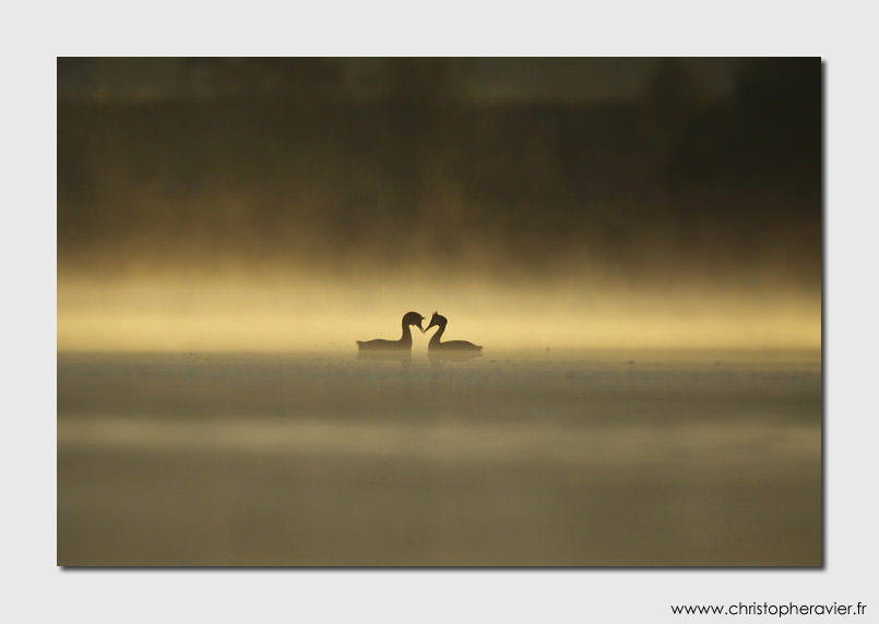 grebe-huppe-christophe-ravier4