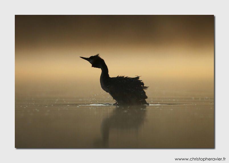 grebe-huppe-christophe-ravier5