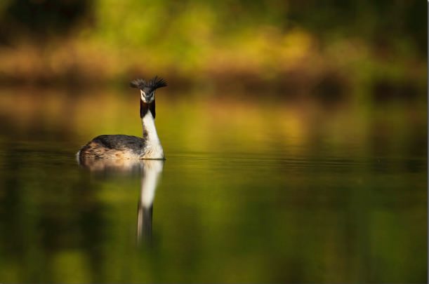 grebe-huppe