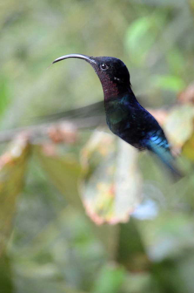 frederic-leboeuf-colibri