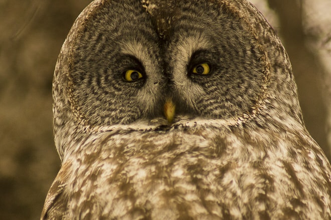 L'oiseau se tenait sur une branche basse et se laissé photographier aisément.