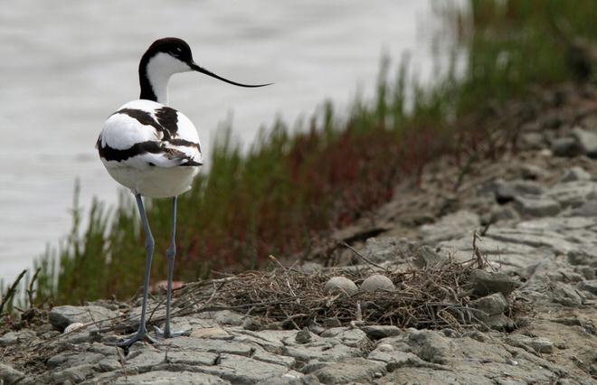 marc-lantenois-avocette