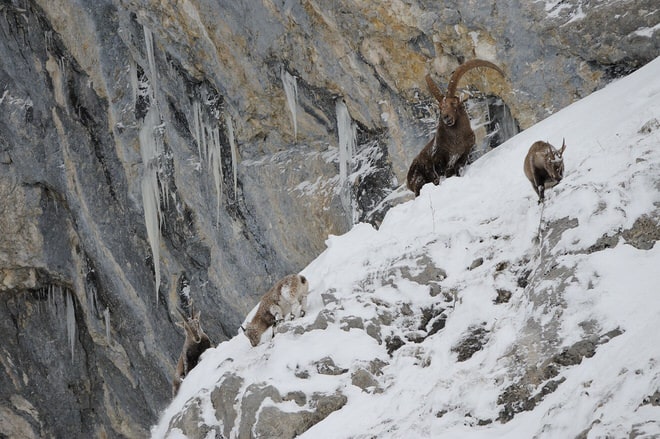 En plein jour blanc, tandis que la neige tombe et le vent souffle , se dresse sur la falaise au pied de laquelle nous affutons, une harde de bouquetins. Au total, 3 grands mâles, plusieurs femelles et quelques cabris.