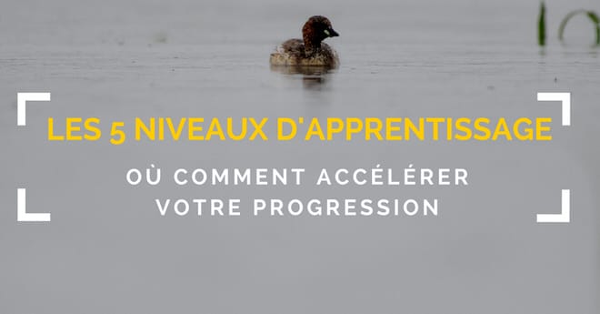 Les 5 méthodes d’apprentissage en photo animalière