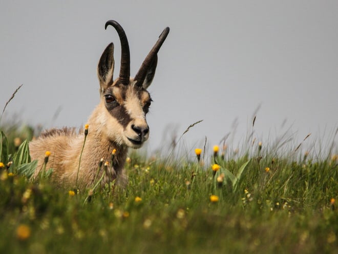 pascal-chauvin-chamois-du-honneck-jpg