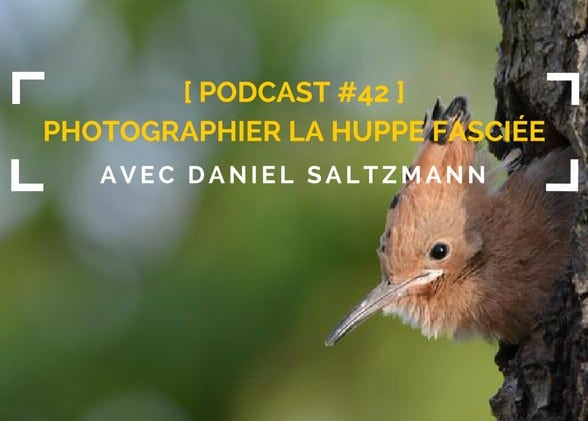 [Podcast #42] Photographier la huppe fasciée avec Daniel Saltzmann