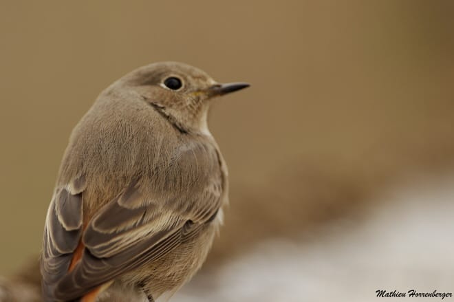 photo animalière