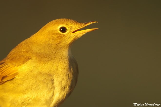 photo animalière