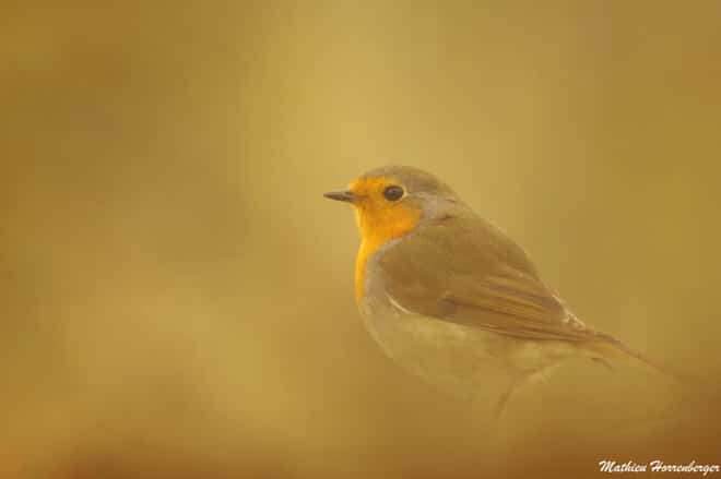 photographie animalière