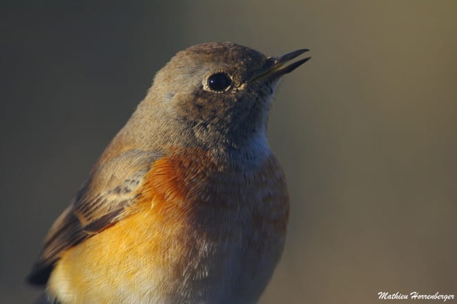 photographie animalière