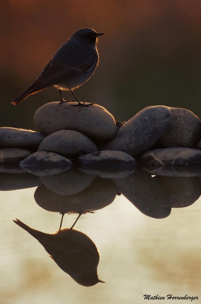 photo animalière