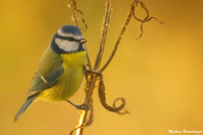 photo animalière